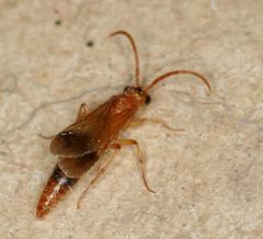 Tricholabiodes