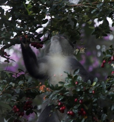 Cercopithecus mitis erythrarchus