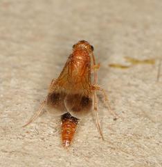 Tricholabiodes