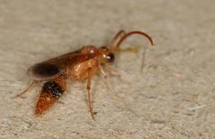 Tricholabiodes