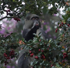 Cercopithecus mitis erythrarchus