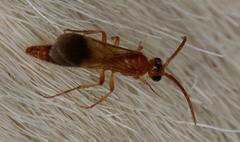 Tricholabiodes