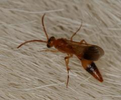 Tricholabiodes