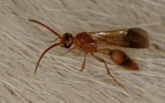 Tricholabiodes