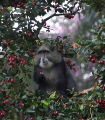 Cercopithecus mitis erythrarchus