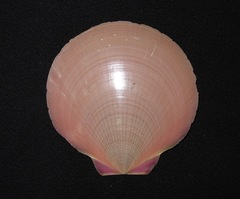 Amusium pleuronectes