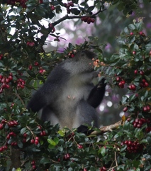 Cercopithecus mitis erythrarchus