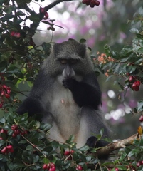 Cercopithecus mitis erythrarchus