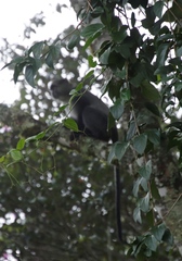 Cercopithecus mitis erythrarchus