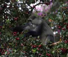 Cercopithecus mitis erythrarchus