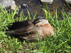 Anas platyrhynchos × zonorhyncha