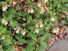 Symphytum grandiflorum