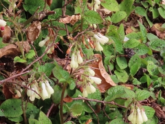 Symphytum grandiflorum