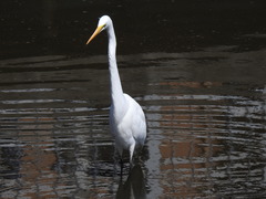 Ardea alba