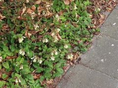 Symphytum grandiflorum