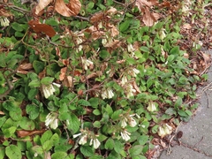 Symphytum grandiflorum