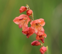 Gladiolus densiflorus