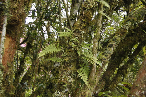 Dotted Fern (Arthropteris monocarpa)