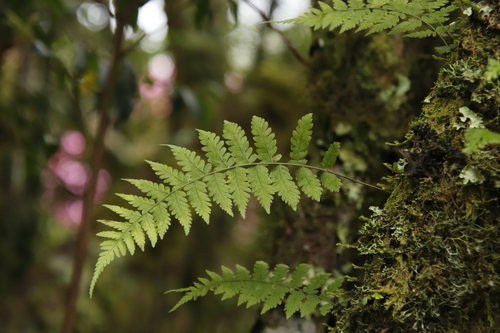 Arthropteris monocarpa, photograph 1