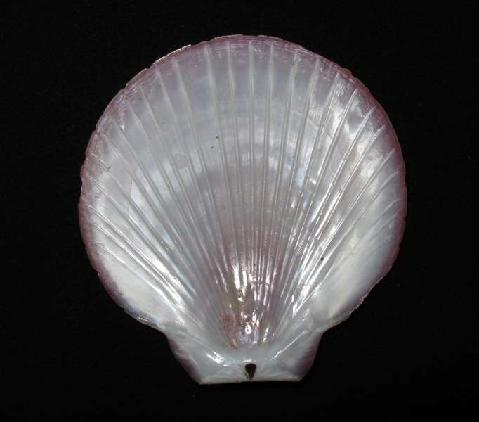 Amusium
