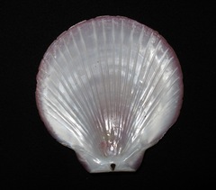 Amusium pleuronectes
