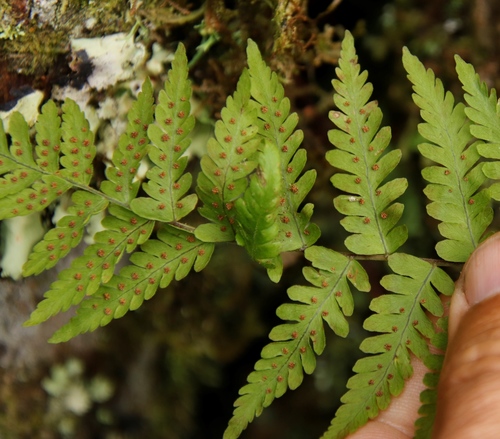 Arthropteris monocarpa, photograph 2
