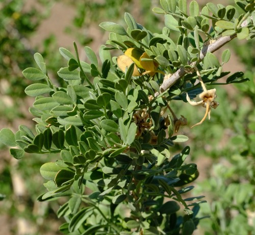 Neoluederitzia