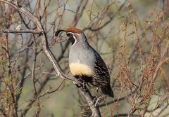 Callipepla gambelii