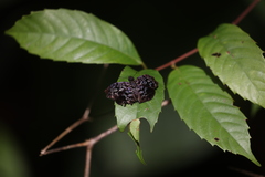 Cycloglypha thrasibulus