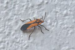 Stalagmostethus fuscatus