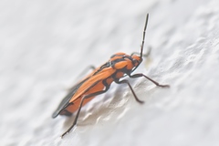 Stalagmostethus fuscatus