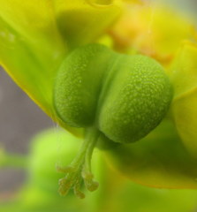 Euphorbia lucida