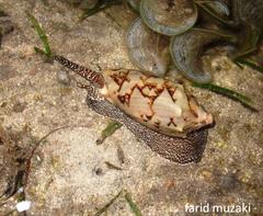 Cymbiola vespertilio