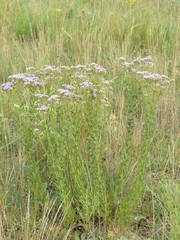 Chromolaena hirsuta