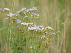 Chromolaena hirsuta