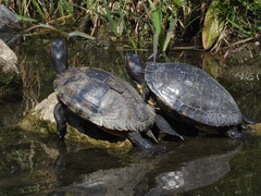 Trachemys scripta elegans