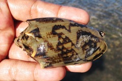 Cymbiola vespertilio