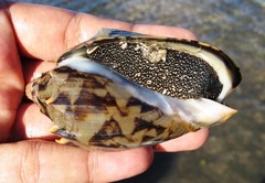 Cymbiola vespertilio