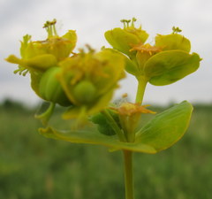 Euphorbia lucida