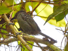 Cercomacra cinerascens