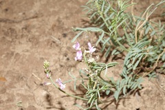 Astragalus wingatanus