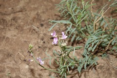 Astragalus wingatanus