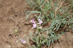 Astragalus wingatanus