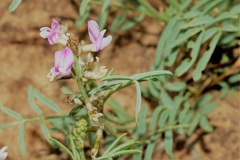 Astragalus wingatanus