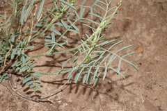 Astragalus wingatanus