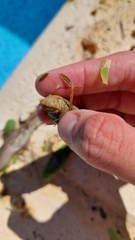 Leposternon microcephalum