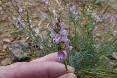 Astragalus wingatanus