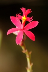 Epidendrum radicans