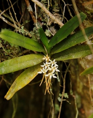 Cyrtorchis