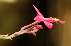Epidendrum radicans